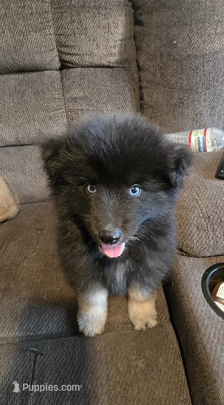 Gobin – Pomeranian, Pomsky puppy for sale in Panama City, FL