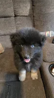 Gobin, a male Pomeranian and Pomsky for sale in Panama City, FL – 1 of 10