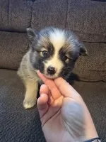 Bullet , a male Pomeranian for sale in Panama City, FL – 2 of 6