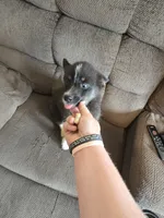 Toco , a female Pomeranian and Pomsky for sale in Panama City, FL – 5 of 7