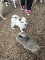 Pup l 💖 , a male Pomeranian and Pomsky for sale in Panama City, FL – 3 of 8