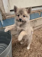 Tiny pomskys fox, a female Pomeranian and Pomsky for sale in Panama City, FL – 3 of 5