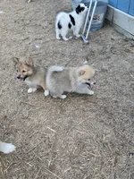 Dream, a female Pomeranian and Pomsky for sale in Panama City, FL – 6 of 7