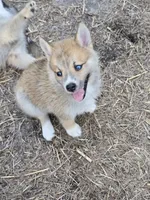 Soda pop , a female Pomeranian and Pomsky for sale in Panama City, FL – 2 of 10