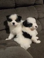 Pup d , a male Pomeranian and Pomsky for sale in Panama City, FL – 5 of 7
