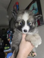 Boy g , a male Pomeranian and Pomsky for sale in Panama City, FL – 5 of 10
