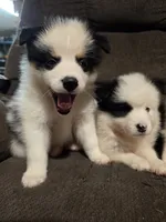Pup d , a male Pomeranian and Pomsky for sale in Panama City, FL – 3 of 7