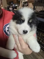 Pup a , a male Pomeranian and Pomsky for sale in Panama City, FL – 1 of 5