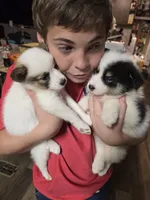 Pup a , a male Pomeranian and Pomsky for sale in Panama City, FL – 4 of 5