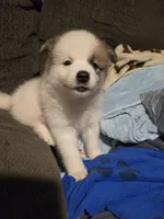 Male a, a male Pomeranian and Pomsky for sale in Panama City, FL – 5 of 10