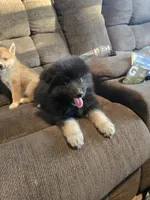 Gobin, a male Pomeranian and Pomsky for sale in Panama City, FL – 4 of 10