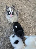 Zero , a male Pomeranian and Pomsky for sale in Panama City, FL – 5 of 10