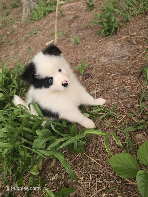 Pup c  – Pomeranian, Pomsky puppy for sale in Panama City, FL
