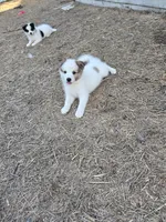 Pup l 💖 , a male Pomeranian and Pomsky for sale in Panama City, FL – 5 of 8