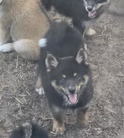 Prince , a male Pomeranian and Pomsky for sale in Panama City, FL – 2 of 9