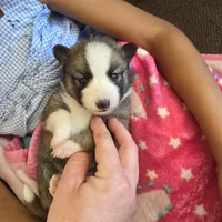 Glitzy , a female Pomeranian and Pomsky for sale in Panama City, FL – Photo 5 of 6