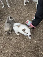 Pup l 💖 , a male Pomeranian and Pomsky for sale in Panama City, FL – 6 of 8