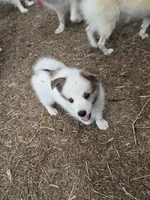 Pup l 💖 , a male Pomeranian and Pomsky for sale in Panama City, FL – 2 of 8