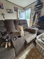 Sunflower 🌻 , a female Pomeranian and Pomsky for sale in Panama City, FL – 6 of 8