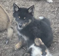 Prince , a male Pomeranian and Pomsky for sale in Panama City, FL – 5 of 9