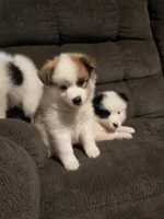 Male a, a male Pomeranian and Pomsky for sale in Panama City, FL – 8 of 10