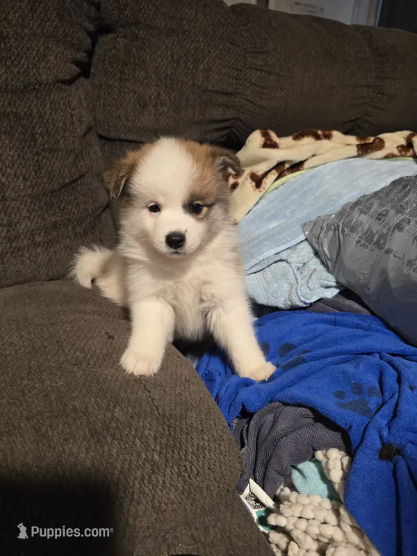 Male a – Pomeranian, Pomsky puppy for sale in Panama City, FL