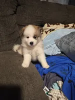 Male a, a male Pomeranian and Pomsky for sale in Panama City, FL – 1 of 10