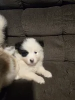 Pup c , a male Pomeranian and Pomsky for sale in Panama City, FL – 2 of 10