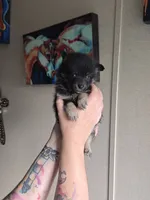 Angel , a female Pomeranian and Pomsky for sale in Panama City, FL – 3 of 9