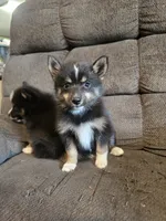 Pop rocks , a female Pomeranian and Pomsky for sale in Panama City, FL – 2 of 5