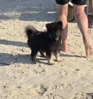 Gobin, a male Pomeranian and Pomsky for sale in Panama City, FL – 5 of 10