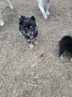 S'more , a male Pomeranian and Pomsky for sale in Panama City, FL – 3 of 10
