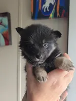 Angel , a female Pomeranian and Pomsky for sale in Panama City, FL – 4 of 9