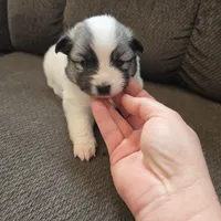 Galaxy , a female Pomeranian and Pomsky for sale in Panama City, FL – Photo 6 of 10
