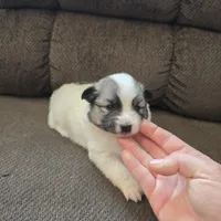 Galaxy , a female Pomeranian and Pomsky for sale in Panama City, FL – Photo 4 of 10