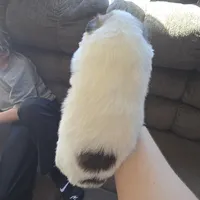 Galaxy , a female Pomeranian and Pomsky for sale in Panama City, FL – Photo 2 of 10