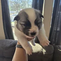 Galaxy , a female Pomeranian and Pomsky for sale in Panama City, FL – Photo 3 of 10