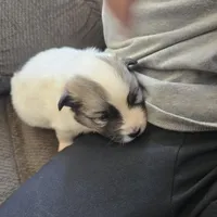 Galaxy , a female Pomeranian and Pomsky for sale in Panama City, FL – Photo 5 of 10