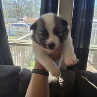 Galaxy , a female Pomeranian and Pomsky for sale in Panama City, FL – Photo 10 of 10