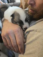 Galaxy , a female Pomeranian and Pomsky for sale in Panama City, FL – Photo 8 of 10