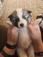 Galaxy , a female Pomeranian and Pomsky for sale in Panama City, FL – Photo 1 of 10