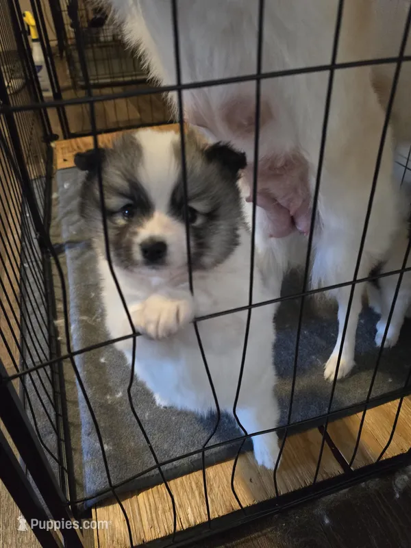 Galaxy  – Pomeranian, Pomsky puppy for sale in Panama City, FL