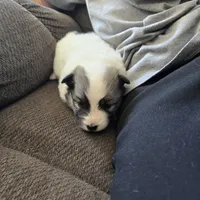 Galaxy , a female Pomeranian and Pomsky for sale in Panama City, FL – Photo 9 of 10