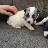 Galaxy , a female Pomeranian and Pomsky for sale in Panama City, FL – Photo 7 of 10