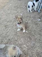 Dream, a female Pomeranian and Pomsky for sale in Panama City, FL – 7 of 7