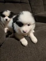 Pup c , a male Pomeranian and Pomsky for sale in Panama City, FL – 8 of 10