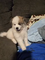 Male a, a male Pomeranian and Pomsky for sale in Panama City, FL – 3 of 10