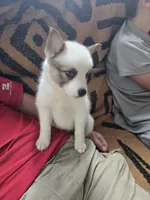 Pup b , a female Pomeranian and Pomsky for sale in Panama City, FL – 8 of 8