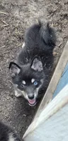 S'more , a male Pomeranian and Pomsky for sale in Panama City, FL – 2 of 10