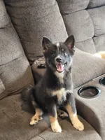 Toco , a female Pomeranian and Pomsky for sale in Panama City, FL – 3 of 7